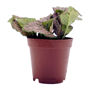 Reptifauna Pink Fittonia - Not Available For Delivery