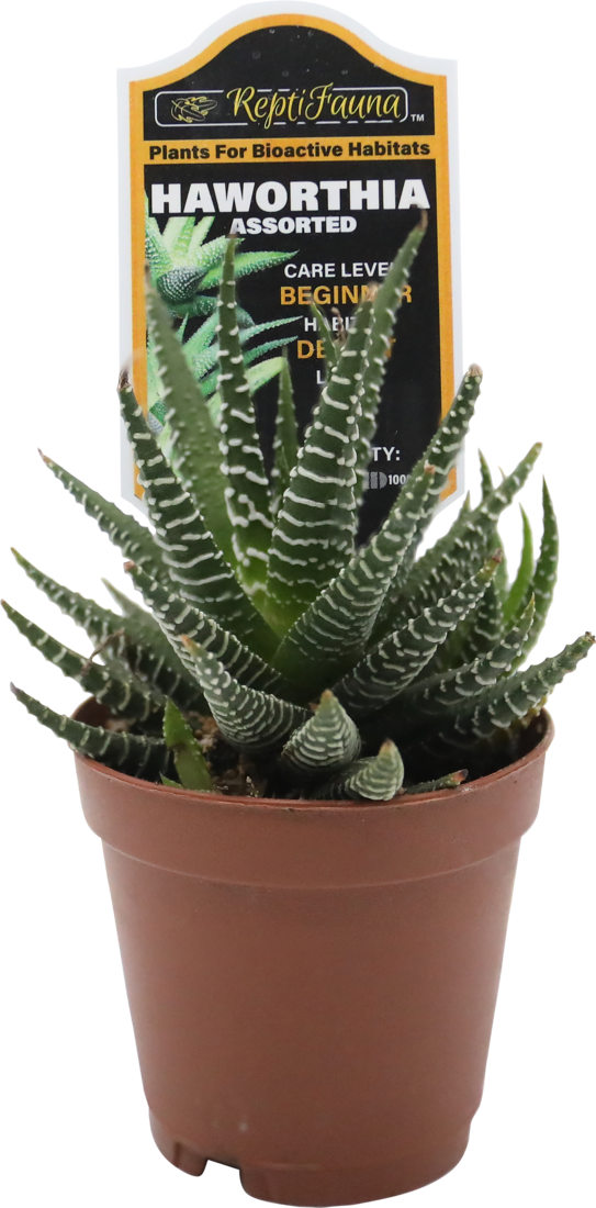 Reptifauna Haworthia, Assorted - Not Available For Delivery