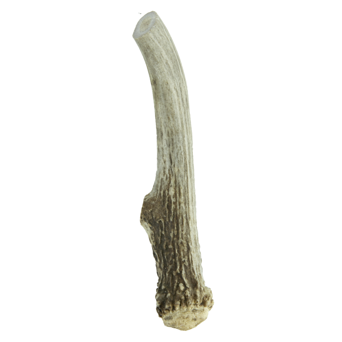 Wixom Ranch Natural Chews Whole Deer Antler - Image 2