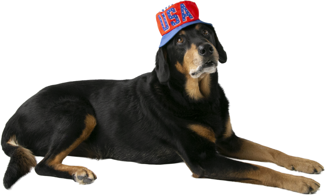 Play On Dog or Cat Accessory, USA Bucket Hat