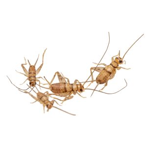 Cricket, Large