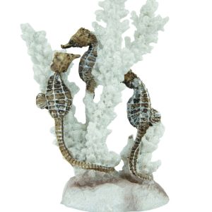 Fins First Seahorses And Coral