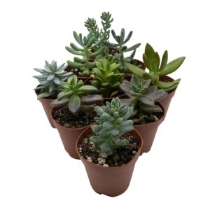 Reptifauna Sedum, Assorted - Not Available For Delivery