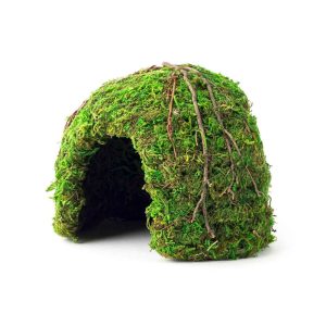 Galapagos Mossy Dome, Green, 6 Inches