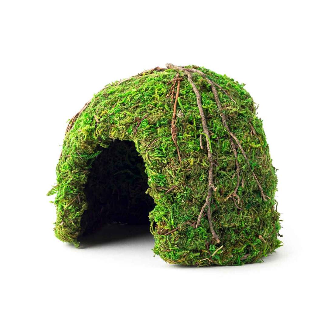 Galapagos Mossy Dome, Green, 6 Inches