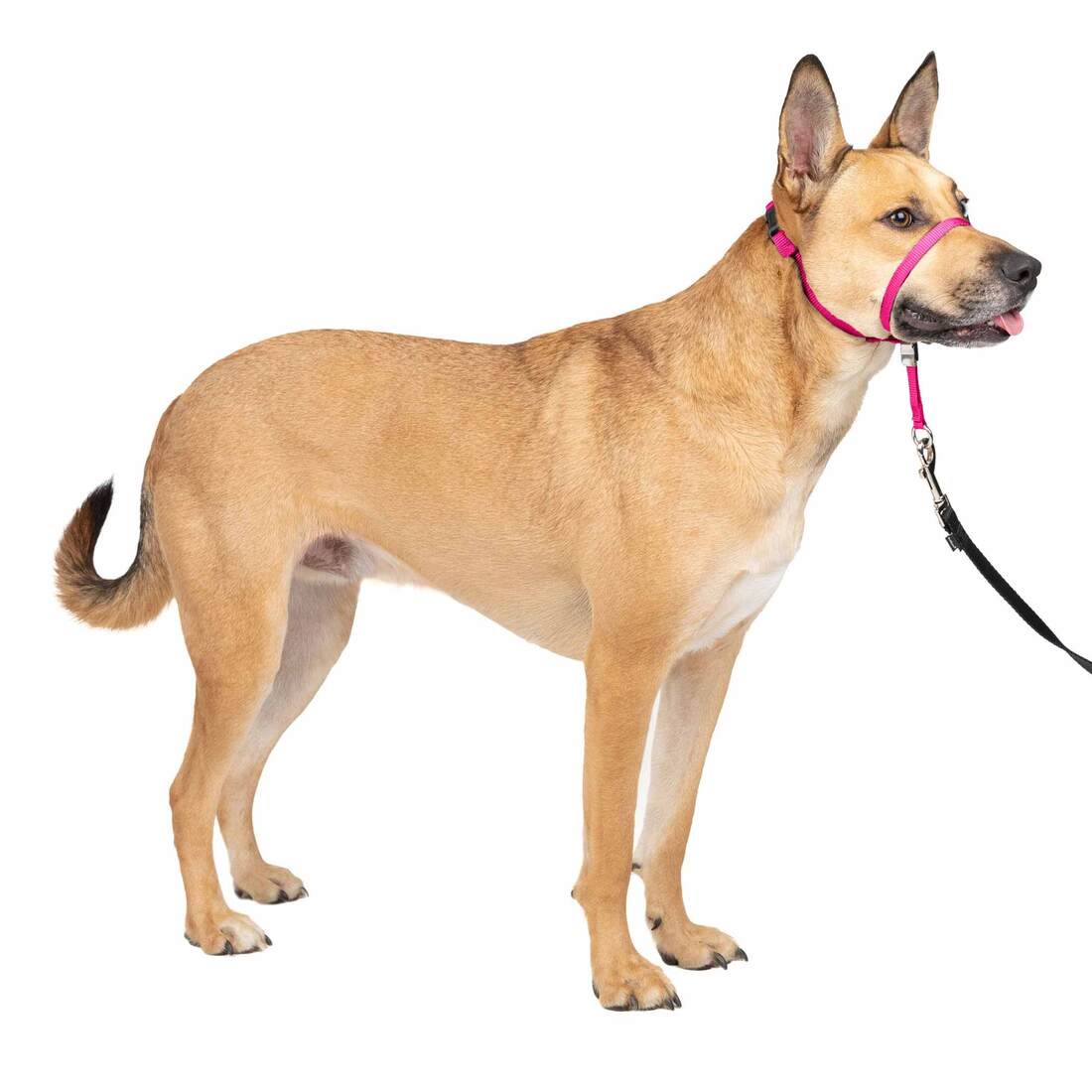 PetSafe® Quick Release - Image 2