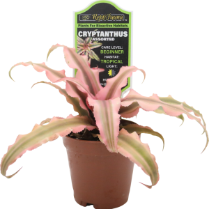 Reptifauna Echeveria, Assorted  - Not Available For Delivery