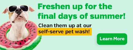 Pet Wash Only: Freshen Up For The Final Days Of Summer