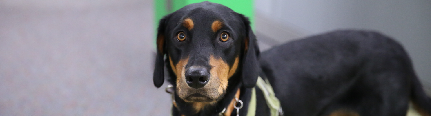 black dog looking at camera