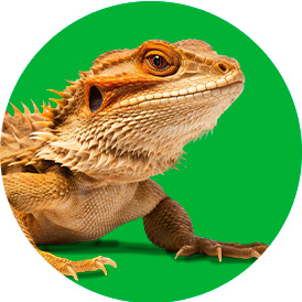 Shop Reptile