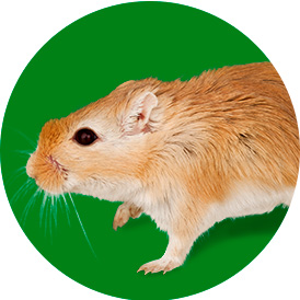 Shop Small Pet