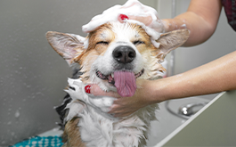 Grooming & Pet Wash
